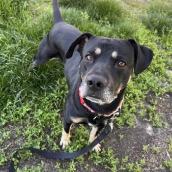 Mixed Breed Dogs Available for Adoption in Merriam, Kansas - Jester | PetCurious