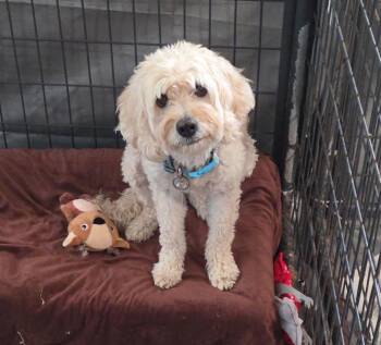 Sandy -  Poodle and Cockapoo Dog for Adoption in Thompson Falls, Montana - Sandy | PetCurious