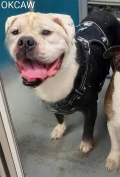 A476396 -  American Bulldog Dog for Adoption in Oklahoma City, Oklahoma - A476396 | PetCurious