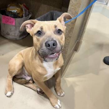 Mixed Breed Dogs Available for Adoption in Winston-salem, North Carolina - Draco | PetCurious