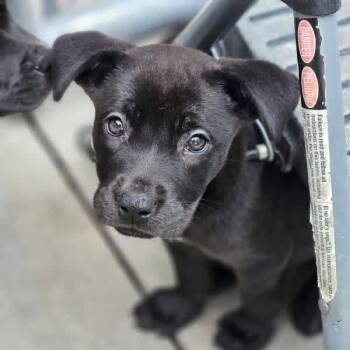 Camden -  Pit Bull Terrier and Mixed Breed Dog for Adoption in Lenexa, Kansas - Camden | PetCurious