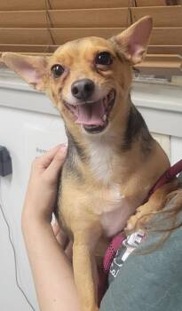 Chihuahua Dogs Available for Adoption in Kemp, Texas - Jackson | PetCurious