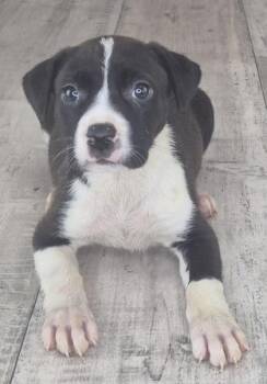 Mixed Breed Dogs Available for Adoption in Shreveport, Louisiana - Hashbrown | PetCurious