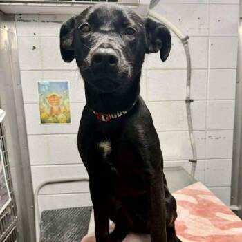 Pit Bull Terrier Dogs Available for Adoption - Apollo | PetCurious