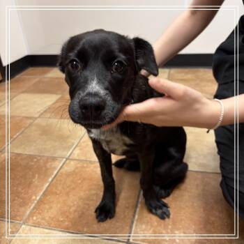 FWT Winki -  Black Labrador Retriever Dog for Adoption in Midland, Texas - FWT Winki | PetCurious
