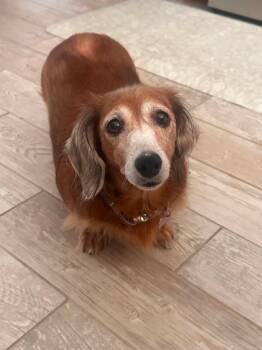 Thea -  Dachshund Dog for Adoption in Fort Walton Beach, Florida - Thea | PetCurious