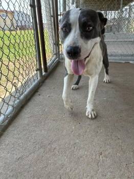 Lintel -  Pit Bull Terrier and Mixed Breed Dog for Adoption in West Memphis, Arkansas - Lintel | PetCurious