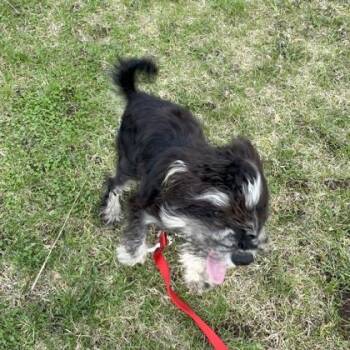 Mixed Breed Dogs Available for Adoption in Janesville, Wisconsin - Ralphy | PetCurious