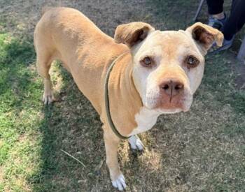 Blanche -  American Staffordshire Terrier Dog for Adoption in Tulare, California - Blanche | PetCurious