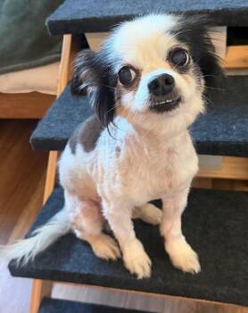Chihuahua Dogs Available for Adoption in Osteen, Florida - Chipper | PetCurious