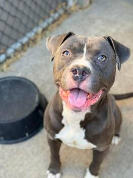 Pit Bull Terrier Dogs Available for Adoption in Chicago, Illinois - Raider | PetCurious