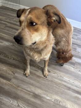 Gordo -  Great Dane and Great Pyrenees Dog for Adoption in Chattanooga, Tennessee - Gordo | PetCurious