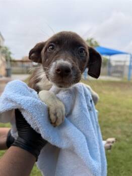 German Shepherd Dog and Mixed Breed Dogs Available for Adoption in Corpus Christi, Texas - CHOCO-LATTE | PetCurious