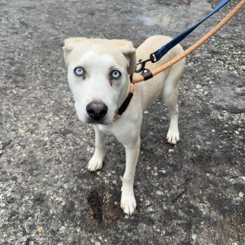 Husky Dogs Available for Adoption - Abbie | PetCurious