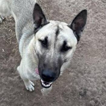 German Shepherd Dog and Siberian Husky Dogs Available for Adoption - Yoda | PetCurious