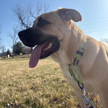 Kenai -  Shepherd and Black Mouth Cur Dog for Adoption in Marshalltown, Iowa - Kenai | PetCurious