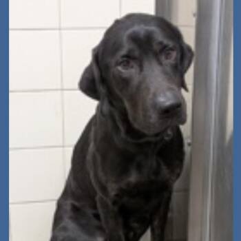 Shadow -  Black Labrador Retriever Dog for Adoption in Priest River, Idaho - Shadow | PetCurious