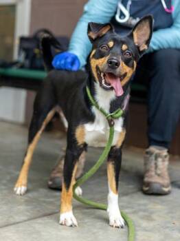 Cyrus -  Mixed Breed Dog for Adoption in Chamblee, Georgia - Cyrus | PetCurious
