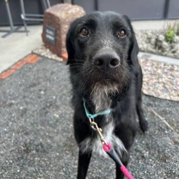 Bulbasaur -  German Wirehaired Pointer and German Shepherd Dog Dog for Adoption in Cheyenne, Wyoming - Bulbasaur | PetCurious