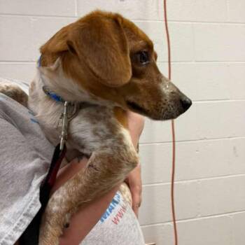 Ranger -  Mixed Breed Dog Available for Adoption in Gadsden, Alabama - Ranger | PetCurious