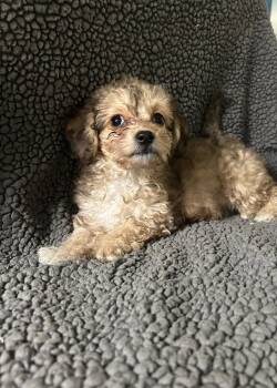 Stetson -  Poodle and Dachshund Dog for Adoption - Stetson | PetCurious