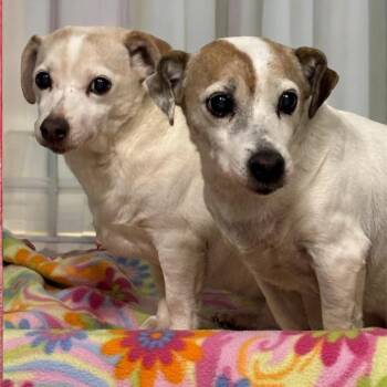 Jack Russell Terrier Dogs Available for Adoption - Ginger 6D26 | PetCurious
