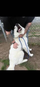 Great Pyrenees Dogs Available for Adoption - Newt HTX | PetCurious