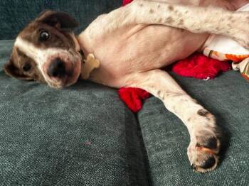 Router -  Mixed Breed Dog for Adoption in Taycheedah, Wisconsin - Router | PetCurious