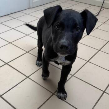 Labrador Retriever and Mixed Breed Dogs Available for Adoption - Valentino | PetCurious