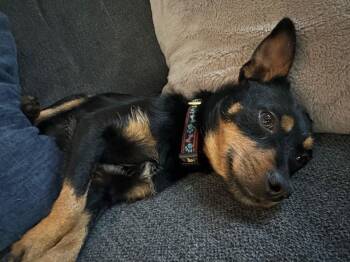 Rescue Terrier Dogs for Adoption in Richmond, Virginia - Rocco | PetCurious