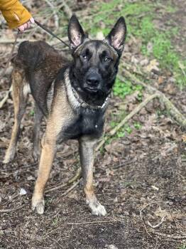 Belgian Shepherd Malinois Dogs Available for Adoption in Los Angeles, California - Mateo~ Foster Or Adopt  | PetCurious