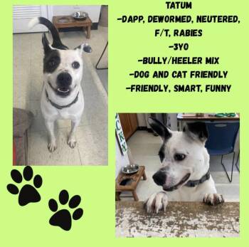 Rescue Australian Cattle Dog Blue Heeler Dogs for Adoption in Cynthiana, Kentucky - Tatum | PetCurious