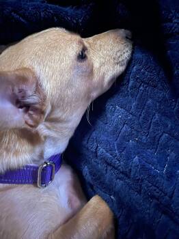 Chihuahua Dogs Available for Adoption - Bella | PetCurious