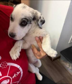 Louella -  Australian Shepherd Dog for Adoption in Thompson Falls, Montana - Louella | PetCurious