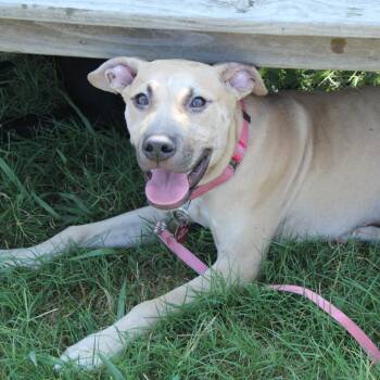McConaughey -  Black Mouth Cur and Feist Dog for Adoption in Hattiesburg, Mississippi - McConaughey | PetCurious