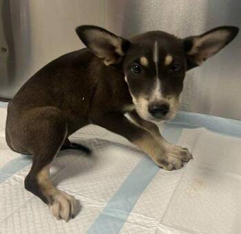 Gale -  Shepherd and Pit Bull Terrier Dog for Adoption in Fresno, California - Gale | PetCurious