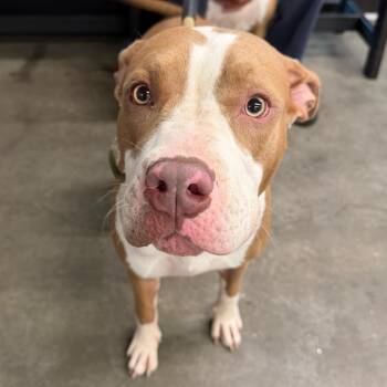 Princesa -  Terrier Dog for Adoption in Tampa, Florida - Princesa | PetCurious
