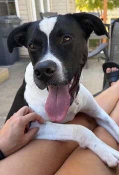 Cy -  American Staffordshire Terrier and Labrador Retriever Dog for Adoption in St. Peters, Missouri - Cy | PetCurious