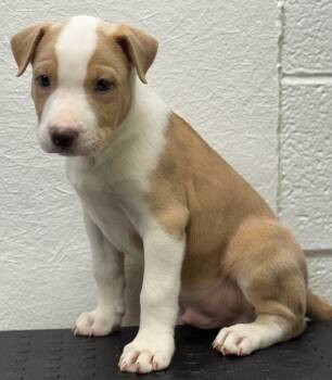 Rescue Pit Bull Terrier Dogs for Adoption in Great Bend, Kansas - George | PetCurious