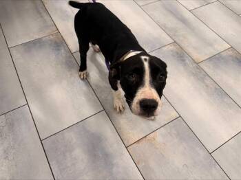 VENUS -  Mixed Breed Dog for Adoption in Charlotte, North Carolina - VENUS | PetCurious