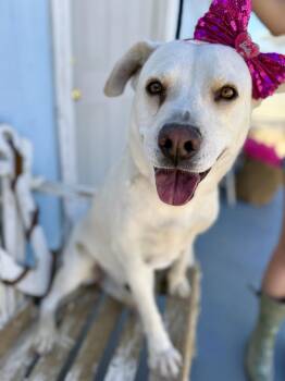 Rescue Labrador Retriever Dogs for Adoption in Santa Monica, California - Freya | PetCurious