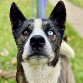 Rescue Akita Dogs for Adoption in Battle Creek, Michigan - Darwin | PetCurious