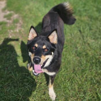 Stitch -  Siberian Husky and Shepherd Dog for Adoption in Monticello, Iowa - Stitch | PetCurious