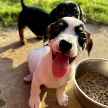 Nilla-Waffer -  Chihuahua Dog for Adoption in Lewisville, Texas - Nilla-Waffer | PetCurious