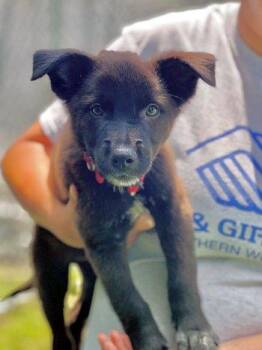 Chip -  Collie and Labrador Retriever Dog for Adoption in Bedford Hills, New York - Chip | PetCurious