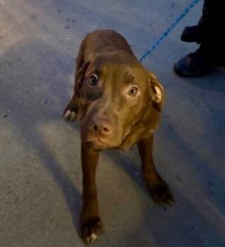 Labrador Retriever and Terrier Dogs Available for Adoption - Whimsy | PetCurious