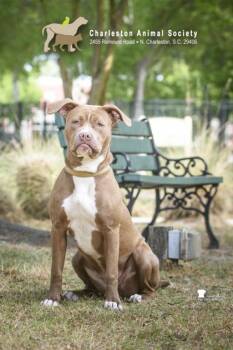 Terrier and Mixed Breed Dogs Available for Adoption in North Charleston, South Carolina - 06282B Gypsy | PetCurious