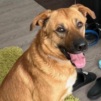 Jellybean -  Great Pyrenees Dog Available for Adoption - Jellybean | PetCurious