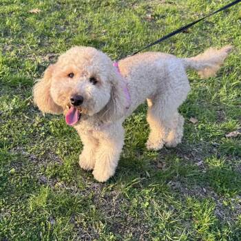 Goldendoodle Dogs Available for Adoption in Clifton, New Jersey - COURTESY POST- KIARA - MINI GOLDENDOODLE - Less Than 25 Lbs | PetCurious