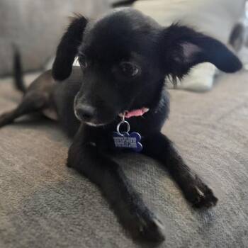 Chihuahua Dogs Available for Adoption in Boerne, Texas - Starry | PetCurious